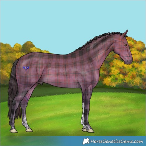 Horse Color:Plaid  Buckskin Tobiano 