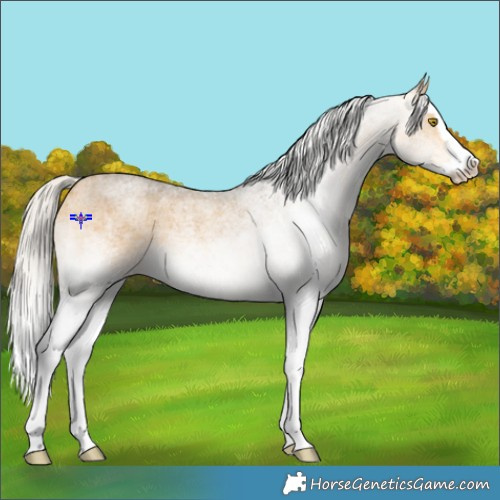 Horse Color:White Spotted Silver Buckskin Roan Splash Rabicano 