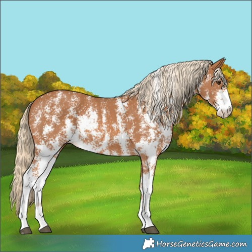Horse Color:Chestnut Sabino Rabicano