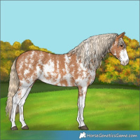 Horse Color:Chestnut Sabino Rabicano 