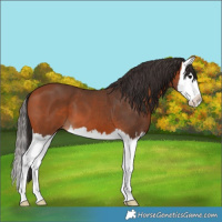 Horse Color:Bay Splash 