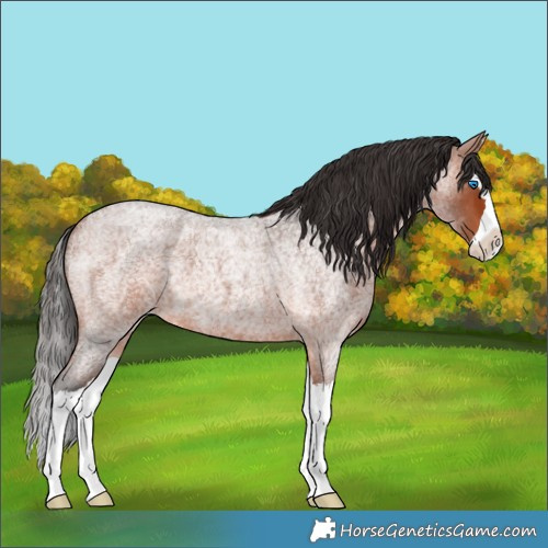 Horse Color:Bay Roan Splash
