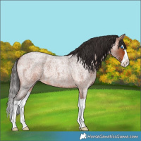 Horse Color:Bay Roan Splash