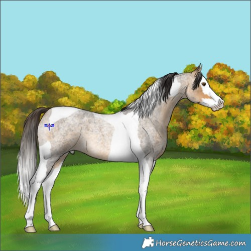 Horse Color:Buckskin Roan Splash Tobiano 