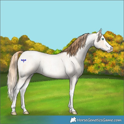 Horse Color:Buckskin Roan Pearl Splash 