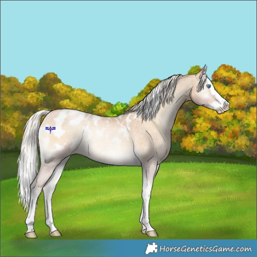 Horse Color:Silver Buckskin Roan Pearl Onyx Splash Tobiano Blanket 