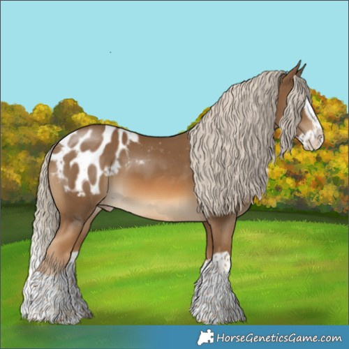 Horse Color:Chocolate Palomino Splash Appaloosa 