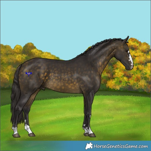 Horse Color:Buckskin 