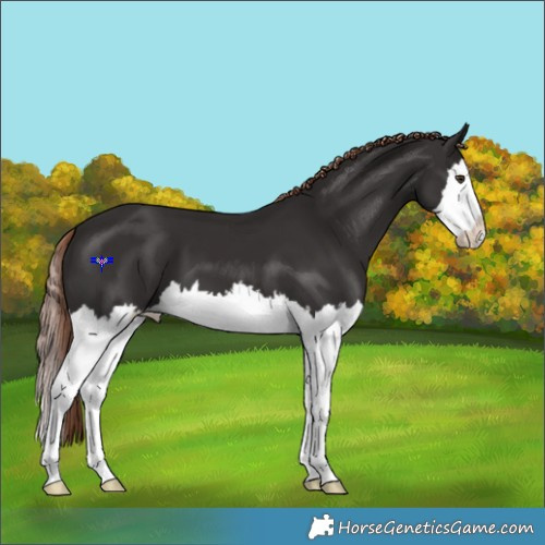 Horse Color:Liver Chestnut Splash 