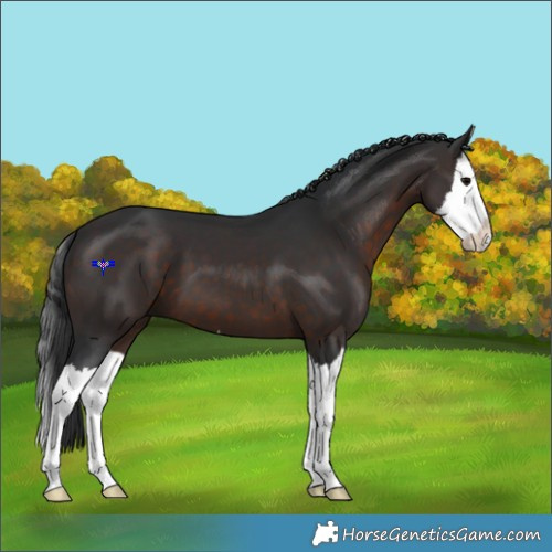 Horse Color:Brown Splash 