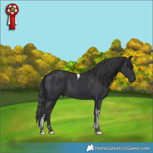 Horse Color:Black Tobiano 