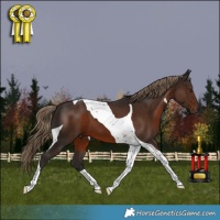 Horse Color:Liver Chestnut Tobiano 