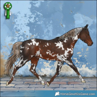 Horse Color:White Spotted Liver Chestnut 