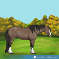 Horse Color:Liver Red Dun Rabicano