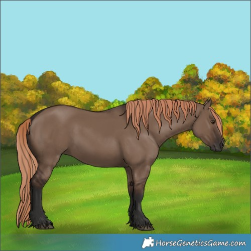 Horse Color:Liver Red Dun Rabicano 