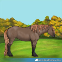Horse Color:Liver Red Dun Rabicano 