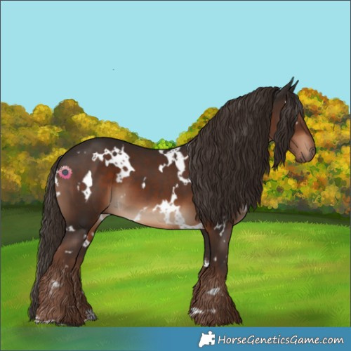 Horse Color:White Spotted Liver Chestnut 