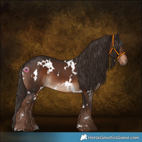 Horse Color:White Spotted Liver Chestnut 