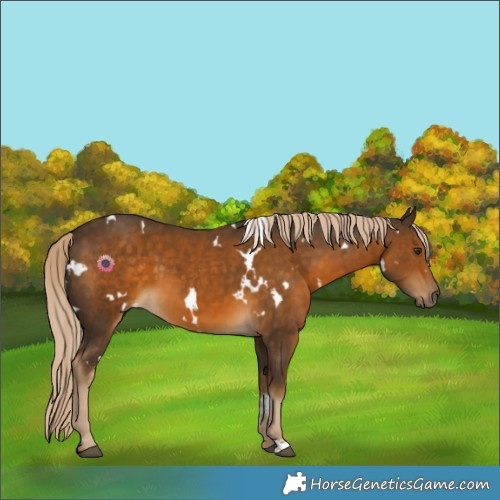 Horse Color:White Spotted Chocolate Palomino 