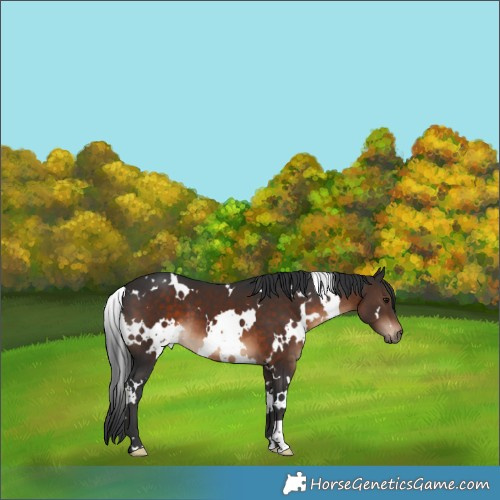 Horse Color:White Spotted Brown 