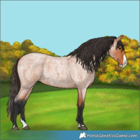 Horse Color:Bay Roan Splash 