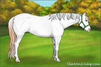 Horse Color:Buckskin Dun Appaloosa Rabicano 