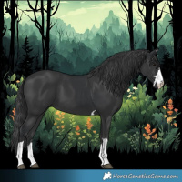 Horse Color:Black and Black