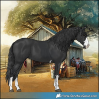 Horse Color:Black  and Black 