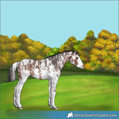 Horse Color:Brown Sabino Splash 
