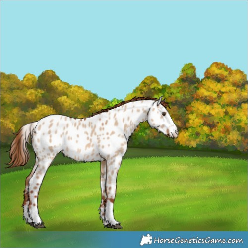 Horse Color:Red Dun Appaloosa 