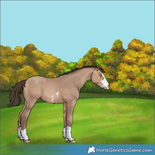 Horse Color:Amber Champagne 