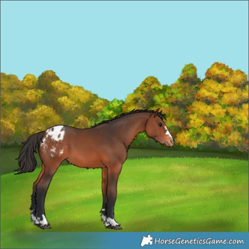 Horse Color:Brown Appaloosa 