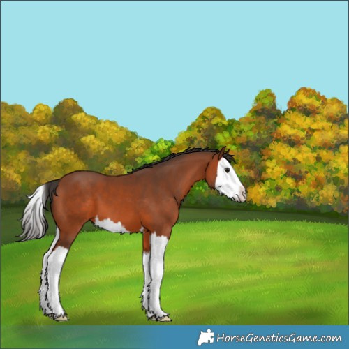 Horse Color:Bay Splash 