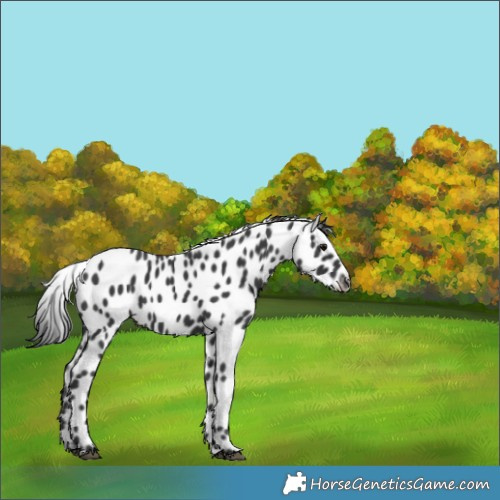 Horse Color:Black Appaloosa 