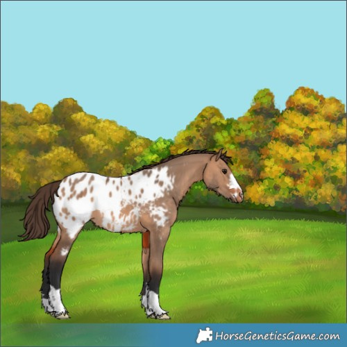 Horse Color:Bay Dun Appaloosa 