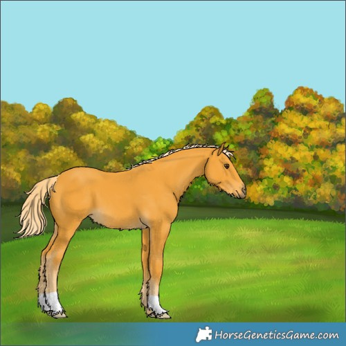 Horse Color:Palomino 