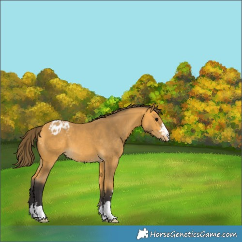 Horse Color:Buckskin Appaloosa 