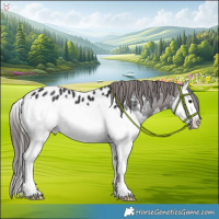 Horse Color:Brown Splash Near Leopard 