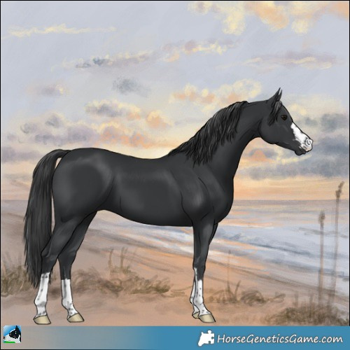 Horse Color:Black 