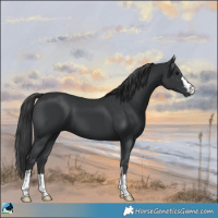 Horse Color:Black 