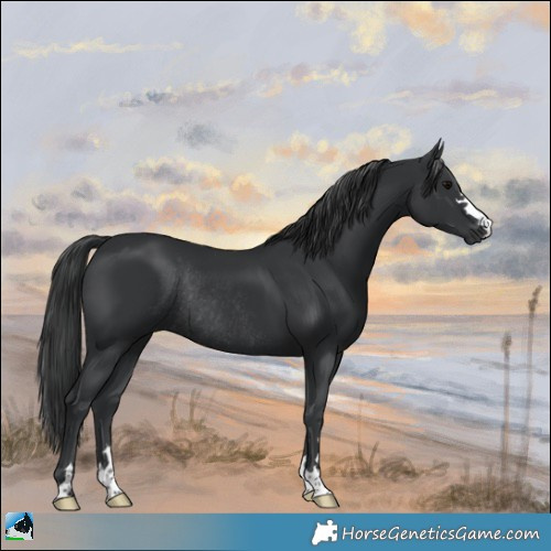 Horse Color:Black Rabicano