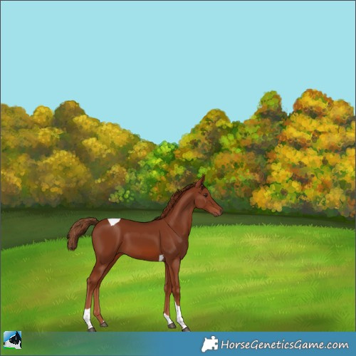 Horse Color:Chestnut Tobiano 