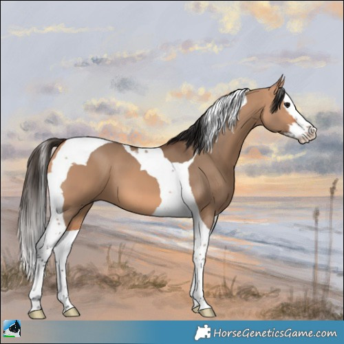 Horse Color:Bay Dun Splash Tobiano 