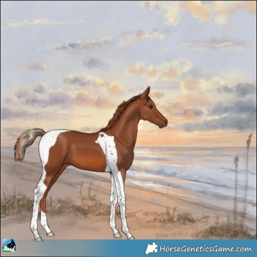 Horse Color:Chestnut Tobiano 