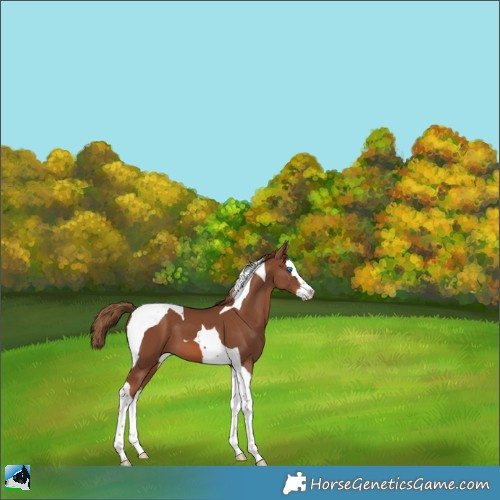 Horse Color:Chestnut Splash Tobiano 