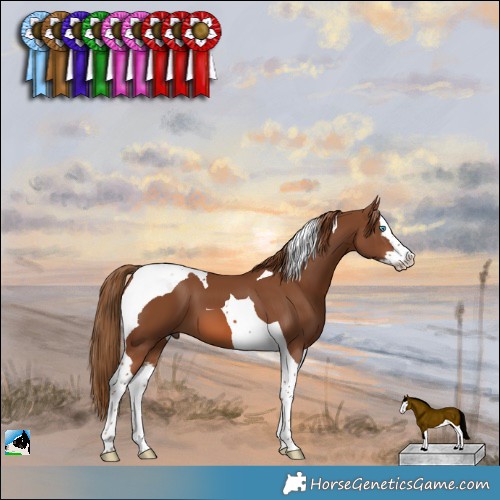 Horse Color:Chestnut Splash Tobiano 