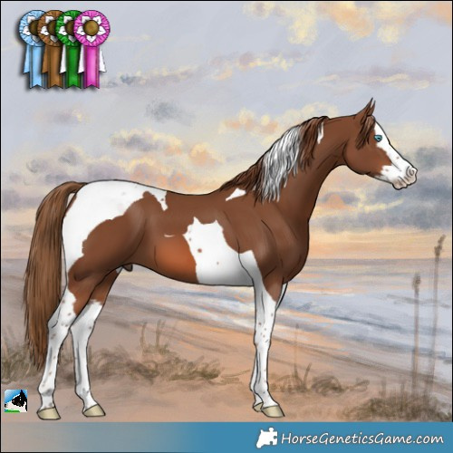 Horse Color:Chestnut Splash Tobiano 