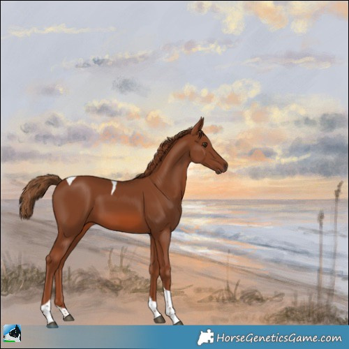 Horse Color:Chestnut Tobiano 