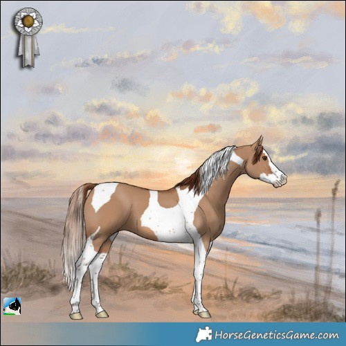 Horse Color:Red Dun Splash Tobiano 