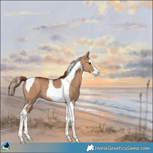 Horse Color:Red Dun Splash Tobiano 